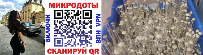 закладка  Бердск  Псилоцибиновые грибы Psilocybe 